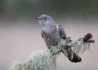 Female Cuckoo - Peter Jones.jpg